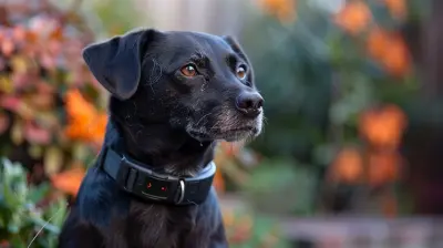 Wearables for Pet Owners: Keeping Tabs on Your Furry Friends