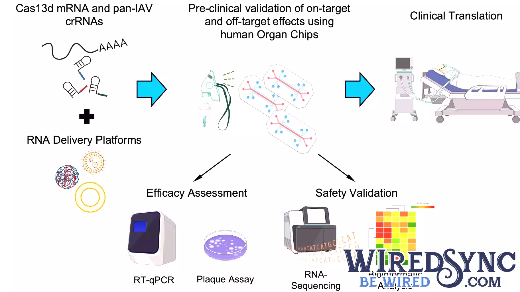 Advancements in Organ Chip Technology Pave the Way for CRISPR Treatments Against Influenza A