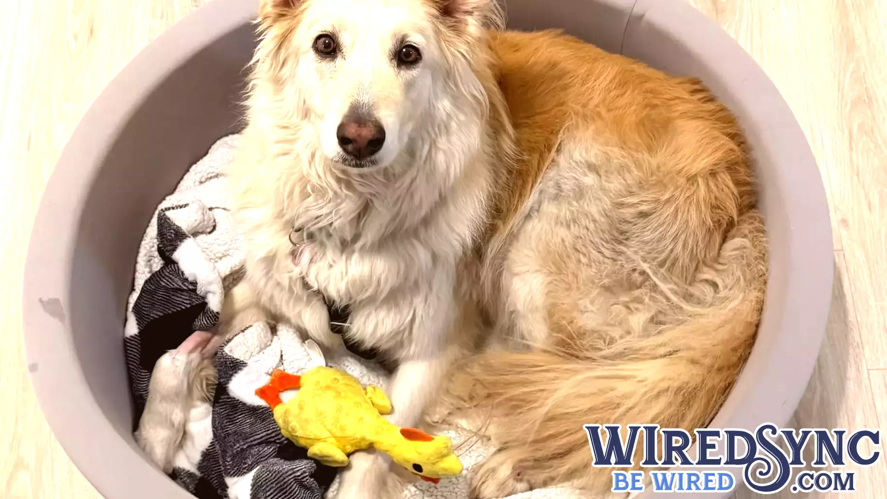 Drone Technology Aids in Rescue of Dog Lost Along New Jersey Turnpike