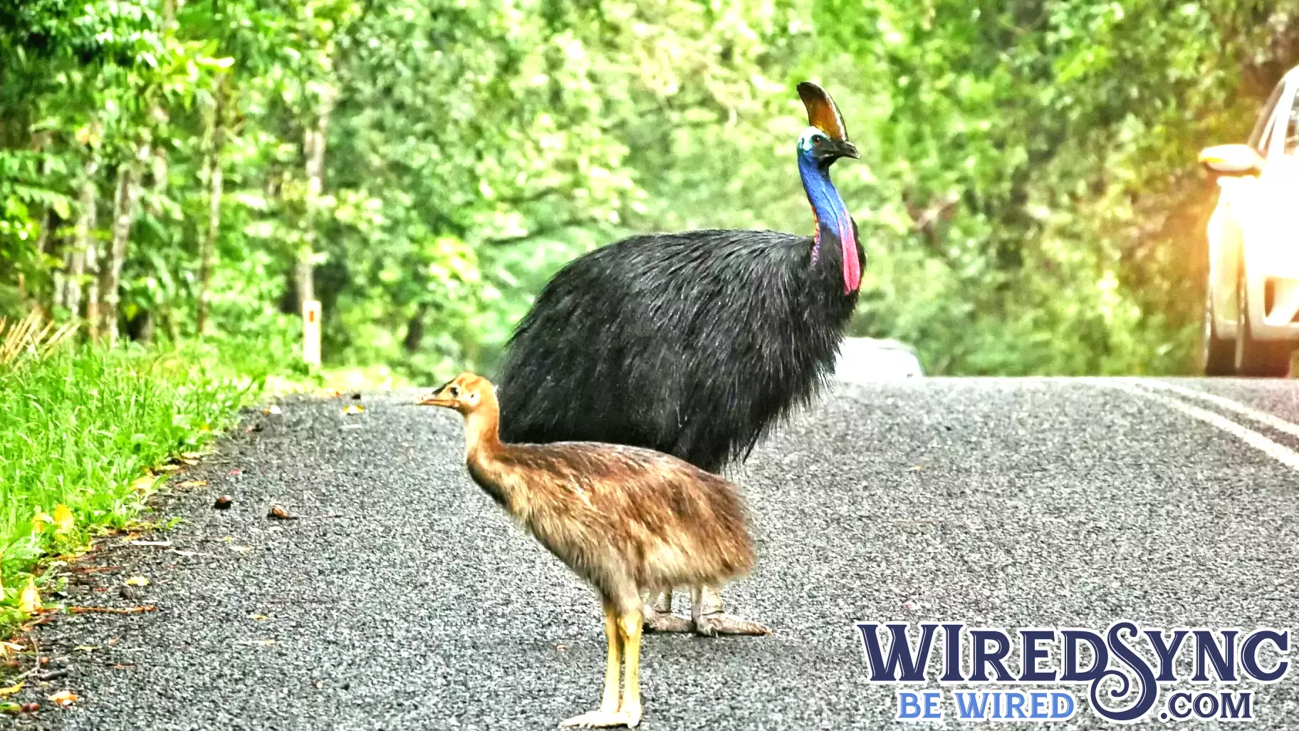 Groundbreaking AI Technology Aims to Reduce Animal-Vehicle Collisions