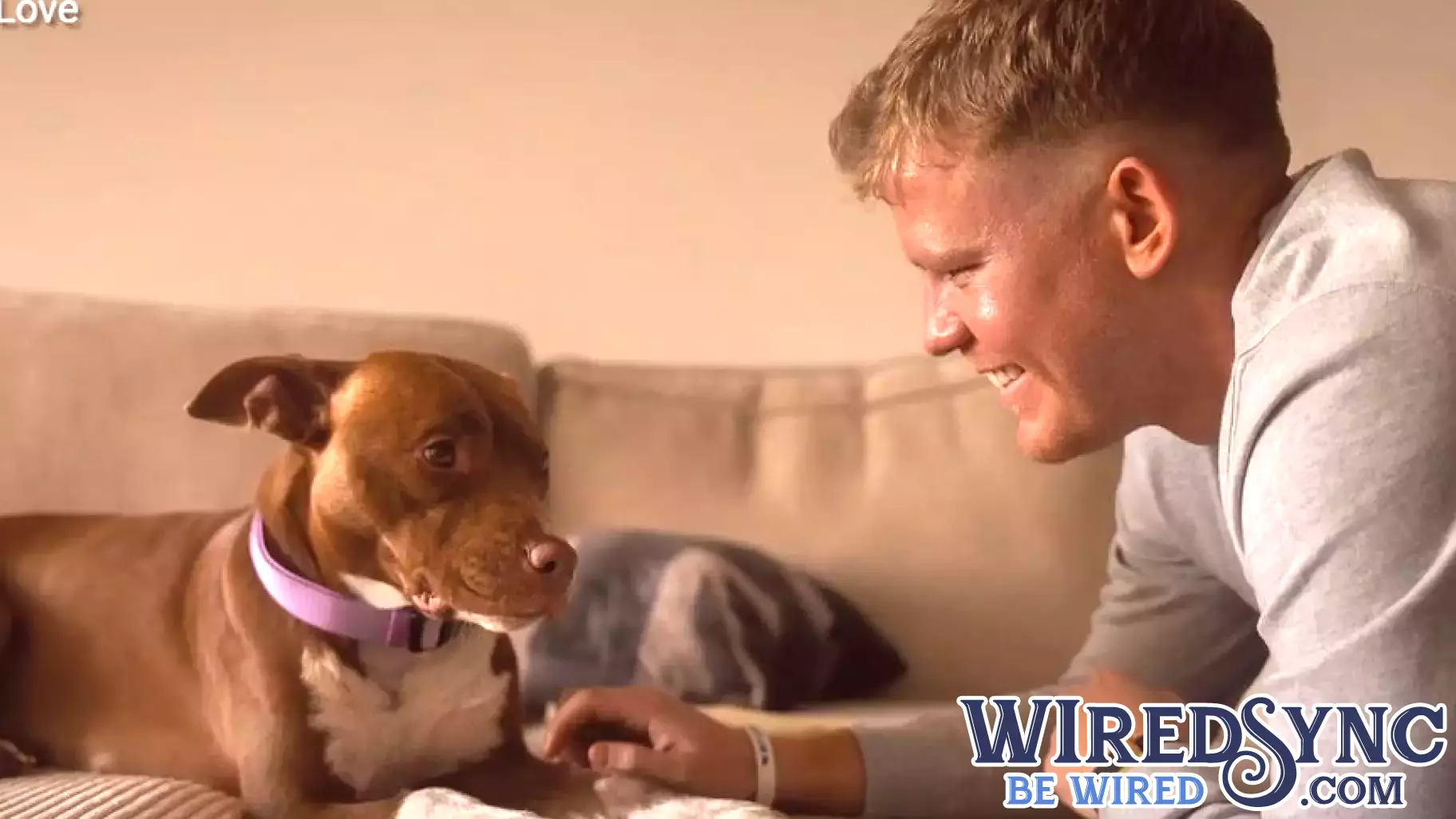 Innovative AI Platform Aids in Reuniting Lost Pets with Their Owners