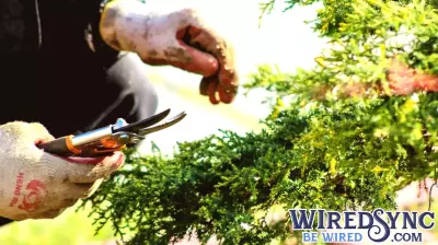 AI technology sees through leaves to transform horticulture