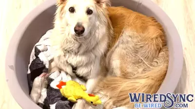 Drone Technology Aids in Rescue of Dog Lost Along New Jersey Turnpike