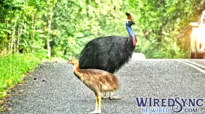 Groundbreaking AI Technology Aims to Reduce Animal-Vehicle Collisions