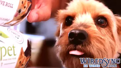 Is It Too Late To Consider Align Technology (ALGN) After Recent Share Price Rebound?