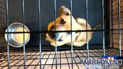 North Carolina Man Clones Beloved Dog, Welcomes Twin Puppies