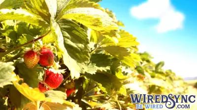 Revolutionary Digital Twin Technology Set to Transform Strawberry Industry