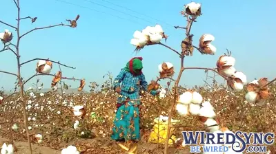 The Struggle for Technological Advancement in Indian Agriculture